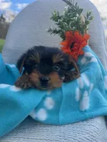 Rowin, a male Yorkshire Terrier for sale in Millersburg, PA – Photo 1 of 4