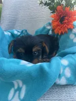 Rowin, a male Yorkshire Terrier for sale in Millersburg, PA – Photo 2 of 4