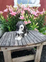 Chloe, a female Bernedoodle for sale in Millersburg, PA – 3 of 3