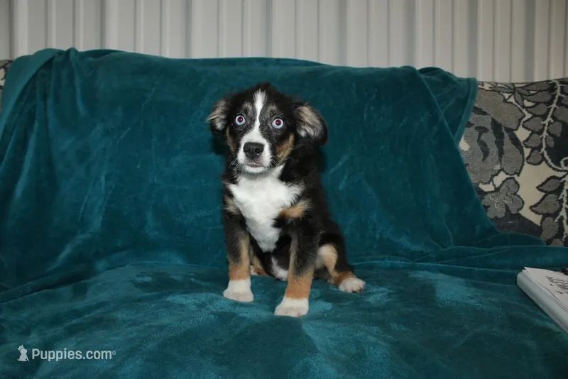 Jingles – Miniature Australian Shepherd puppy for sale in Millersburg, PA