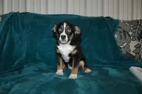 Jingles, a male Miniature Australian Shepherd for sale in Millersburg, PA – 1 of 7