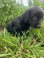 Lonie, a male Australian Shepherd and Golden Retriever for sale in Millersburg, PA – 3 of 3