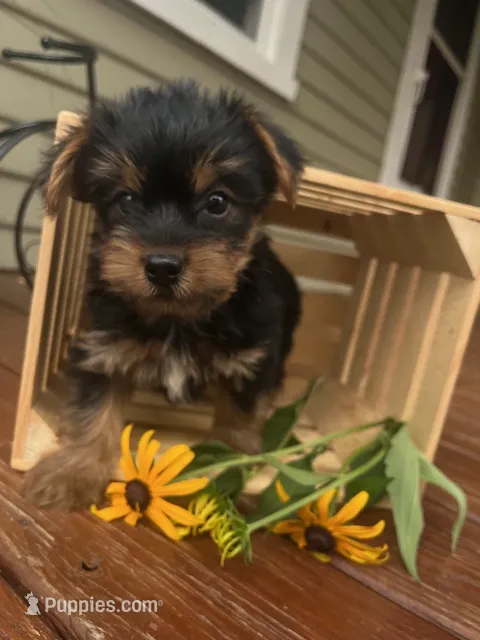 Austin – Yorkshire Terrier puppy for sale in Millersburg, PA