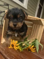 Austin, a male Yorkshire Terrier for sale in Millersburg, PA – 1 of 3