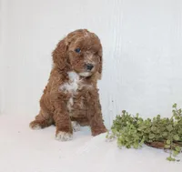 Amanda, a female Poodle - Miniature  for sale in Millersburg, PA – Photo 1 of 3