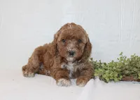 Amanda, a female Poodle - Miniature  for sale in Millersburg, PA – Photo 2 of 3