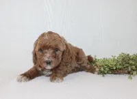 Amanda, a female Poodle - Miniature  for sale in Millersburg, PA – Photo 3 of 3