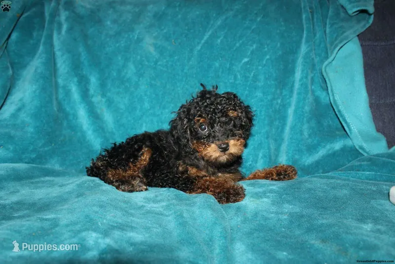 Tiffany – Poodle - Miniature  puppy for sale in Millersburg, PA