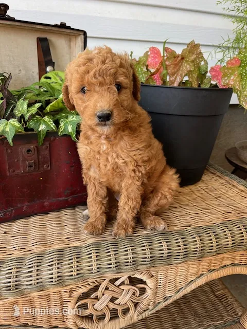 Scamper – Miniature Goldendoodle puppy for sale in Millersburg, PA