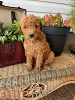 Scamper, a male Miniature Goldendoodle for sale in Millersburg, PA – 1 of 3