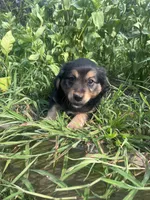 Lilly, a female Australian Shepherd and Golden Retriever for sale in Millersburg, PA – 3 of 4