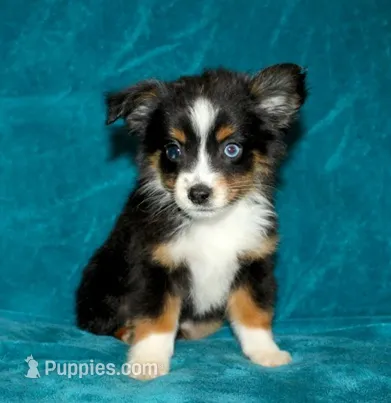 Sparky – Miniature Australian Shepherd puppy for sale in Millersburg, PA