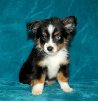 Sparky, a male Miniature Australian Shepherd for sale in Millersburg, PA – 1 of 4
