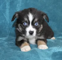 Jingles, a male Miniature Australian Shepherd for sale in Millersburg, PA – Photo 1 of 3