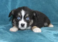 Jingles, a male Miniature Australian Shepherd for sale in Millersburg, PA – Photo 3 of 3