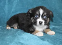 Jingles, a male Miniature Australian Shepherd for sale in Millersburg, PA – Photo 2 of 3