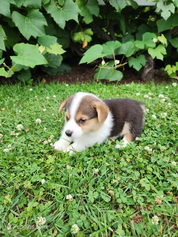Austin – Pembroke Welsh Corgi puppy for sale in Millersburg, PA