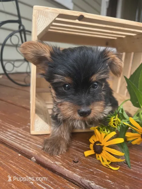 Alex – Yorkshire Terrier puppy for sale in Millersburg, PA