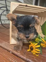 Alex, a male Yorkshire Terrier for sale in Millersburg, PA – 1 of 4