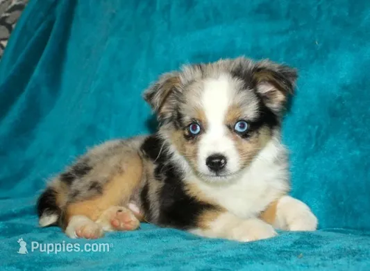Smokey – Miniature Australian Shepherd puppy for sale in Millersburg, PA