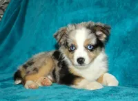 Smokey, a male Miniature Australian Shepherd for sale in Millersburg, PA – 1 of 4