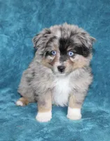 Sparky, a male Miniature Australian Shepherd for sale in Millersburg, PA – Photo 2 of 3