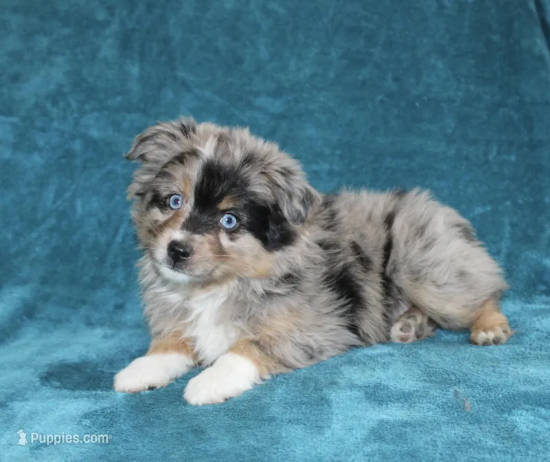 Sparky – Miniature Australian Shepherd puppy for sale in Millersburg, PA