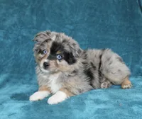 Sparky, a male Miniature Australian Shepherd for sale in Millersburg, PA – Photo 1 of 3