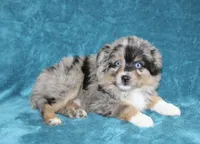 Sparky, a male Miniature Australian Shepherd for sale in Millersburg, PA – Photo 3 of 3