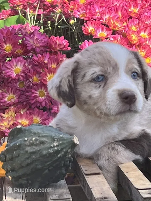 Rory  – Australian Shepherd, Border Collie puppy for sale in Millersburg, PA