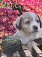 Rory , a female Australian Shepherd and Border Collie for sale in Millersburg, PA – 1 of 3