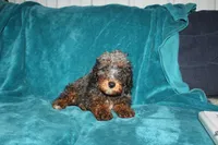 Tina, a female Poodle - Miniature  for sale in Millersburg, PA – 2 of 2