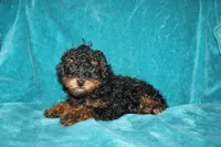 Tiffany, a female Poodle - Miniature  for sale in Millersburg, PA – 2 of 2
