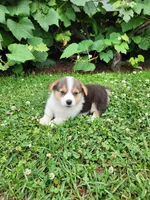 Austin, a male Pembroke Welsh Corgi for sale in Millersburg, PA – 2 of 4