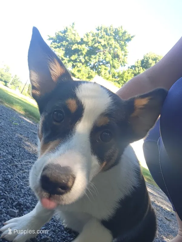Owen – Pembroke Welsh Corgi puppy for sale in Millersburg, PA