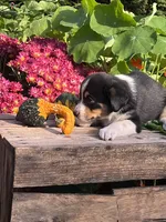 Ronnie, a male Australian Shepherd and Border Collie for sale in Millersburg, PA – 3 of 3