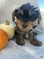 Harry, a male Yorkshire Terrier for sale in Millersburg, PA – 1 of 3