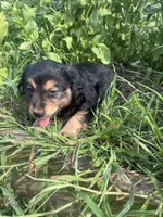 Lilly, a female Australian Shepherd and Golden Retriever for sale in Millersburg, PA – 2 of 4