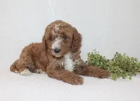 Allen, a male Poodle - Miniature  for sale in Millersburg, PA – Photo 4 of 4