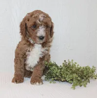 Allen, a male Poodle - Miniature  for sale in Millersburg, PA – Photo 3 of 4