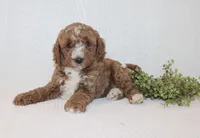 Allen, a male Poodle - Miniature  for sale in Millersburg, PA – Photo 2 of 4