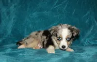 Smokey, a male Miniature Australian Shepherd for sale in Millersburg, PA – 3 of 4