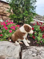 Jeffrey, a male Border Collie for sale in Millersburg, PA – 4 of 4