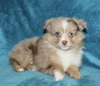 Reddy, a male Miniature Australian Shepherd for sale in Millersburg, PA – Photo 2 of 3