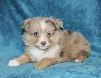 Reddy, a male Miniature Australian Shepherd for sale in Millersburg, PA – Photo 1 of 3