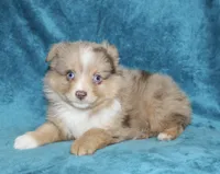 Reddy, a male Miniature Australian Shepherd for sale in Millersburg, PA – Photo 3 of 3