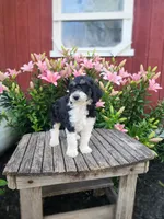 Celeste, a female Bernedoodle for sale in Millersburg, PA – 1 of 3