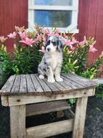 Cammy, a female Bernedoodle for sale in Millersburg, PA – 3 of 4