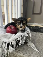Mark, a male Yorkshire Terrier for sale in Millersburg, PA – 2 of 3