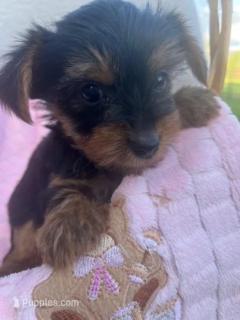 Rylan – Yorkshire Terrier puppy for sale in Millersburg, PA